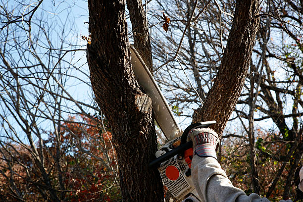 Best Emergency Tree Removal  in Cypress Quarters, FL