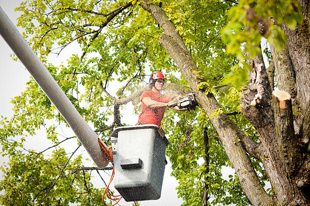 Professional Tree Services in Cypress Quarters, FL